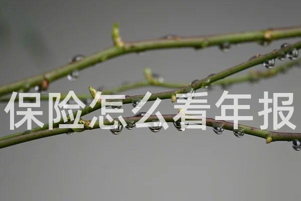 保险怎么看年报