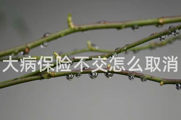 大病保险不交怎么取消