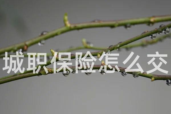 城职保险怎么交