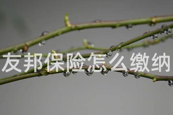 友邦保险怎么缴纳