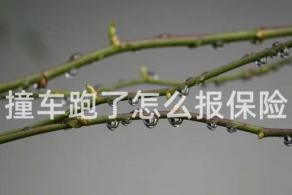 撞车跑了怎么报保险