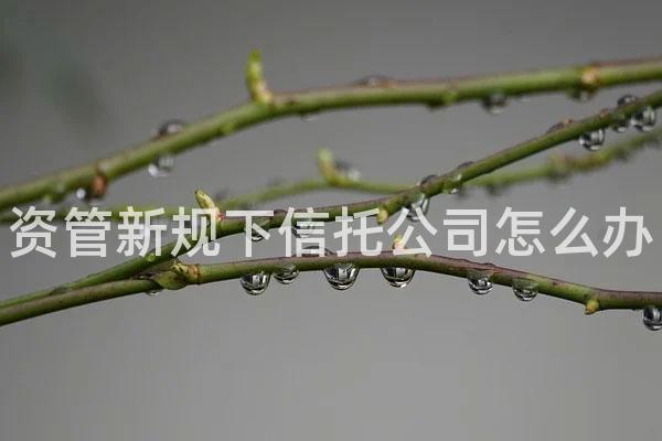 资管新规下信托公司怎么办