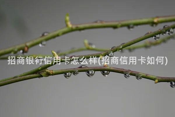 招商银行信用卡怎么样(招商信用卡如何)