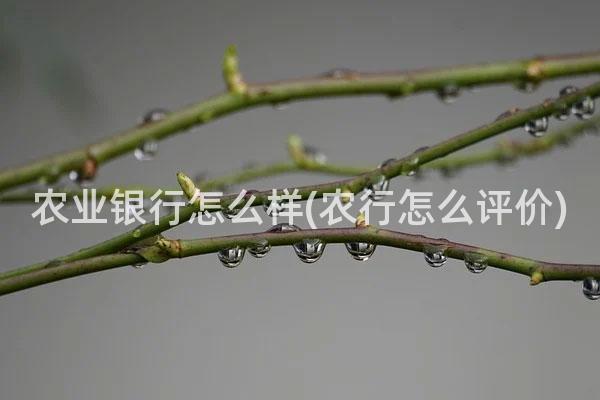 农业银行怎么样(农行怎么评价)