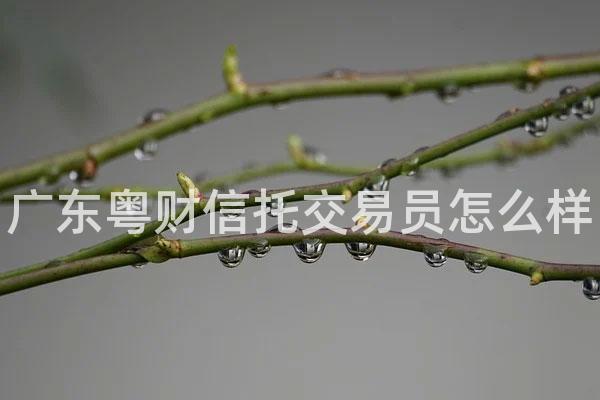 广东粤财信托交易员怎么样